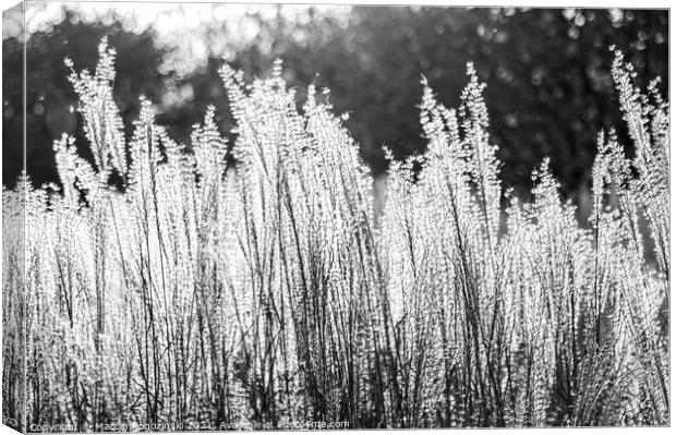 Silver Feather Grass in autumnal sunlight in black and white Canvas Print by Marcin Rogozinski