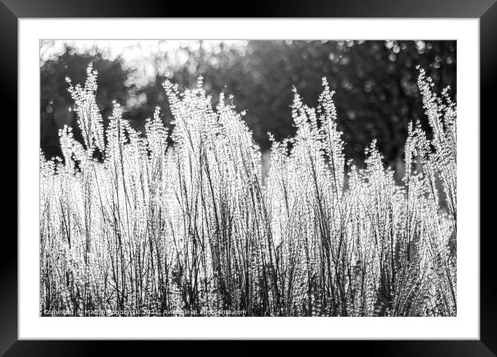 Silver Feather Grass in autumnal sunlight in black and white Framed Mounted Print by Marcin Rogozinski