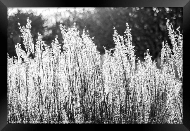 Silver Feather Grass in autumnal sunlight in black and white Framed Print by Marcin Rogozinski