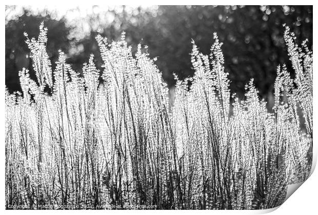 Silver Feather Grass in autumnal sunlight in black and white Print by Marcin Rogozinski