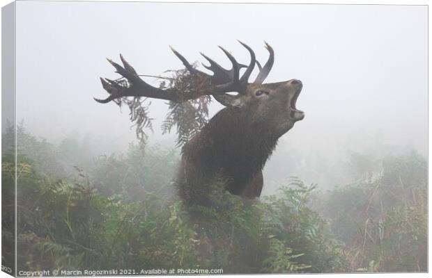 Deer stag roaring in dense fog Canvas Print by Marcin Rogozinski