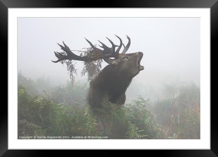 Deer stag roaring in dense fog Framed Mounted Print by Marcin Rogozinski