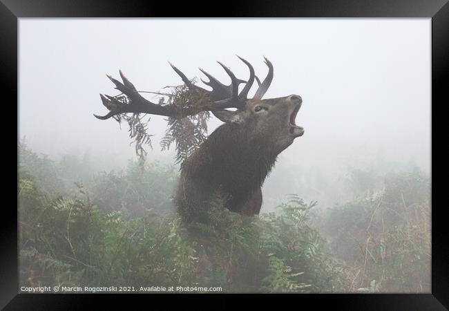 Deer stag roaring in dense fog Framed Print by Marcin Rogozinski
