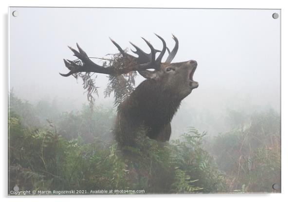 Deer stag roaring in dense fog Acrylic by Marcin Rogozinski