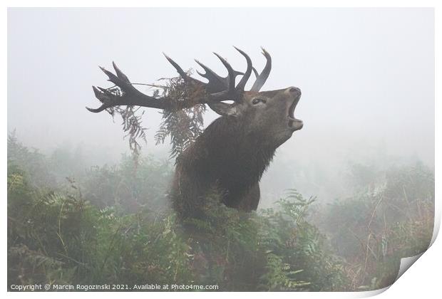 Deer stag roaring in dense fog Print by Marcin Rogozinski