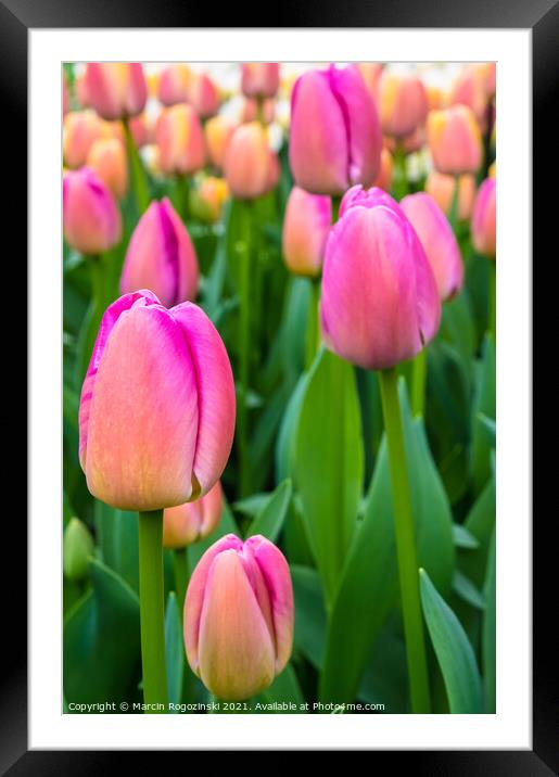 Pink and yellow tulips growing on flowerbed Framed Mounted Print by Marcin Rogozinski