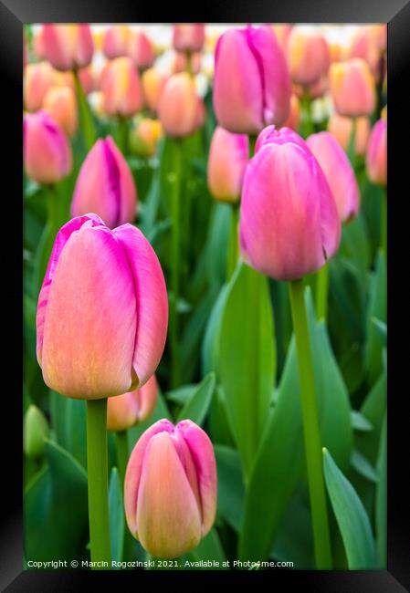 Pink and yellow tulips growing on flowerbed Framed Print by Marcin Rogozinski