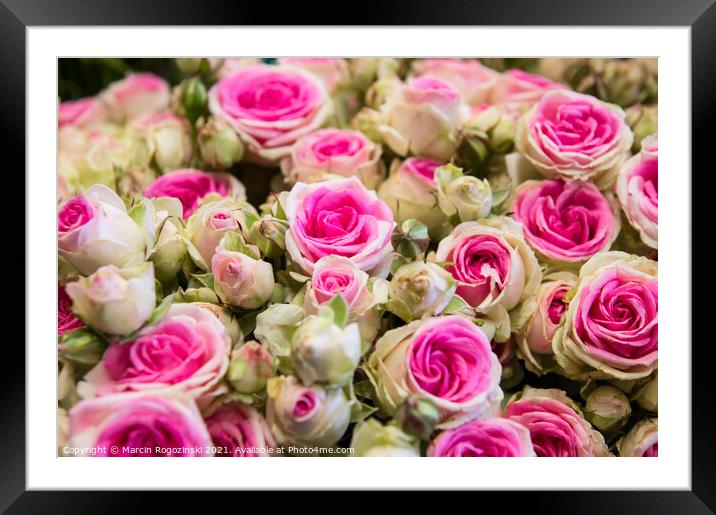 Bouquet of beautiful white and pink bicolor roses Framed Mounted Print by Marcin Rogozinski