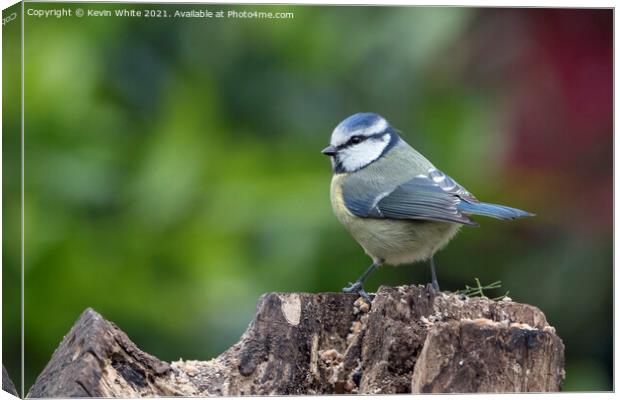 Blue Tit sitting  on garden log Canvas Print by Kevin White