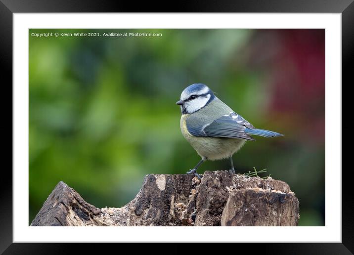 Blue Tit sitting  on garden log Framed Mounted Print by Kevin White