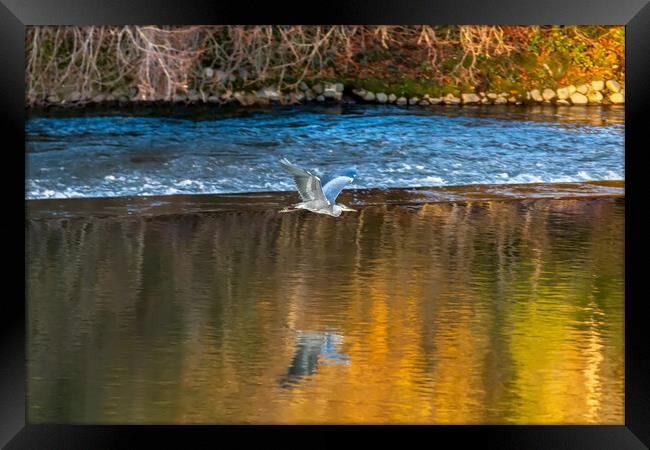 Flight of the Heron Framed Print by Roger Green