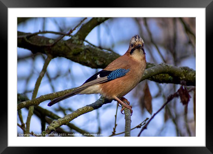 Jay bird in the trees Framed Mounted Print by Julie Tattersfield
