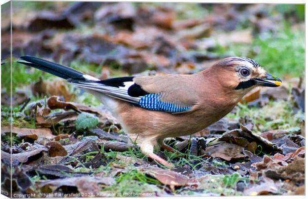 Vibrant Jay  eating seeds  Canvas Print by Julie Tattersfield