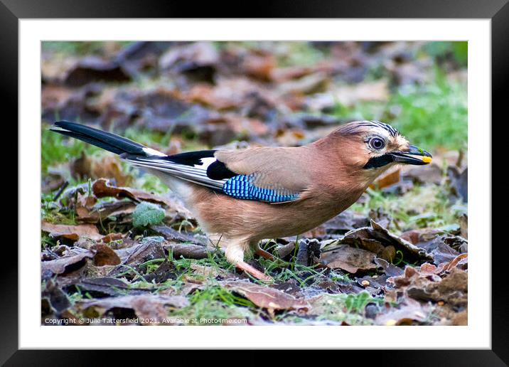 Vibrant Jay  eating seeds  Framed Mounted Print by Julie Tattersfield