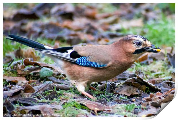 Vibrant Jay  eating seeds  Print by Julie Tattersfield