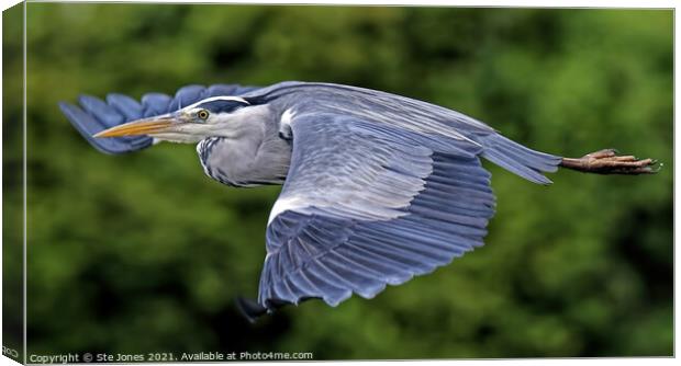 Majestic Grey Heron Canvas Print by Ste Jones