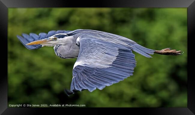 Majestic Grey Heron Framed Print by Ste Jones