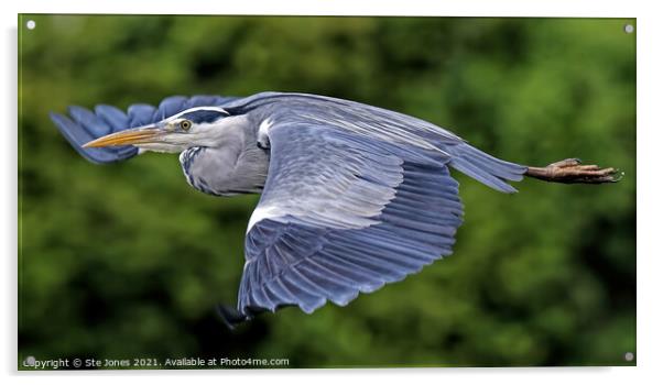 Majestic Grey Heron Acrylic by Ste Jones