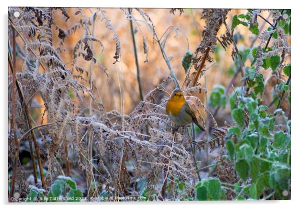Robin in the frost Acrylic by Julie Tattersfield
