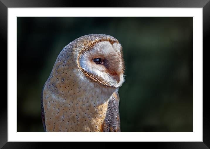 barn owl Framed Mounted Print by Alan Tunnicliffe