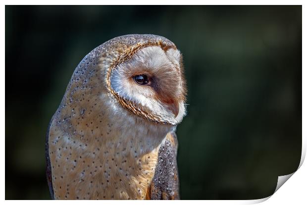 barn owl Print by Alan Tunnicliffe