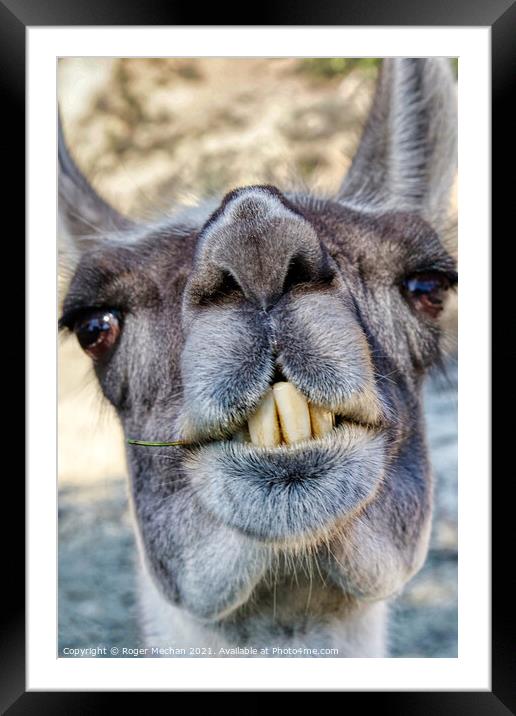 Grinning Llama with Buck Teeth Framed Mounted Print by Roger Mechan