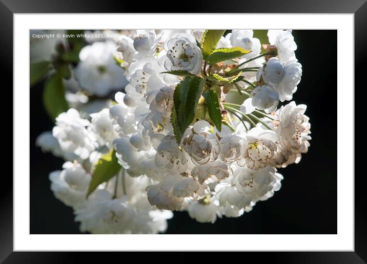 Japanese cherry blossomJapanese cherry blossom Framed Mounted Print by Kevin White