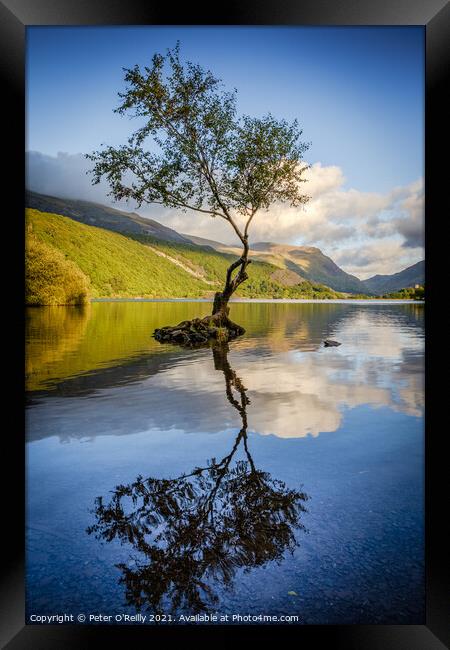 Lone Tree, Llyn Padarn Framed Print by Peter O'Reilly