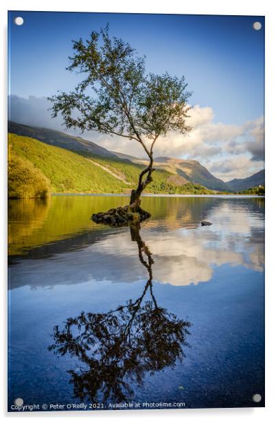 Lone Tree, Llyn Padarn Acrylic by Peter O'Reilly