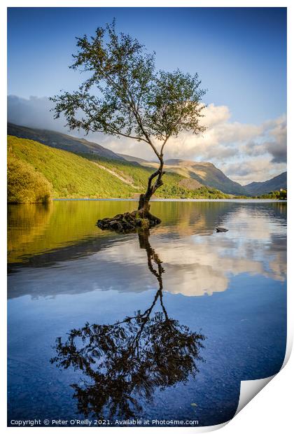 Lone Tree, Llyn Padarn Print by Peter O'Reilly
