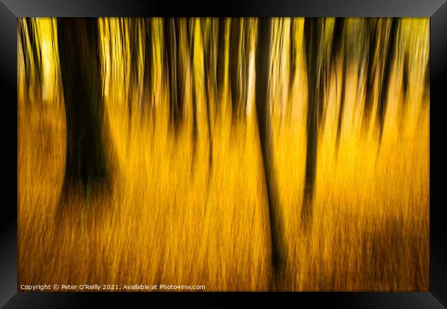 Autumn Beeches Framed Print by Peter O'Reilly