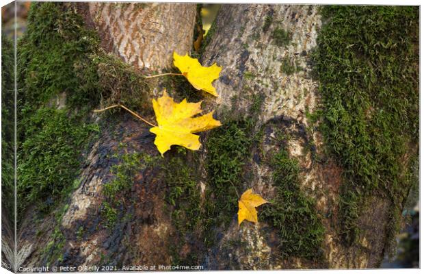 Autumn Leaves Canvas Print by Peter O'Reilly