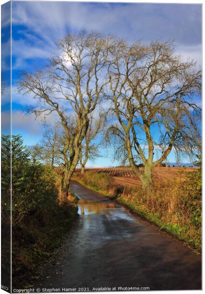 Ash Tree's in Winter Canvas Print by Stephen Hamer