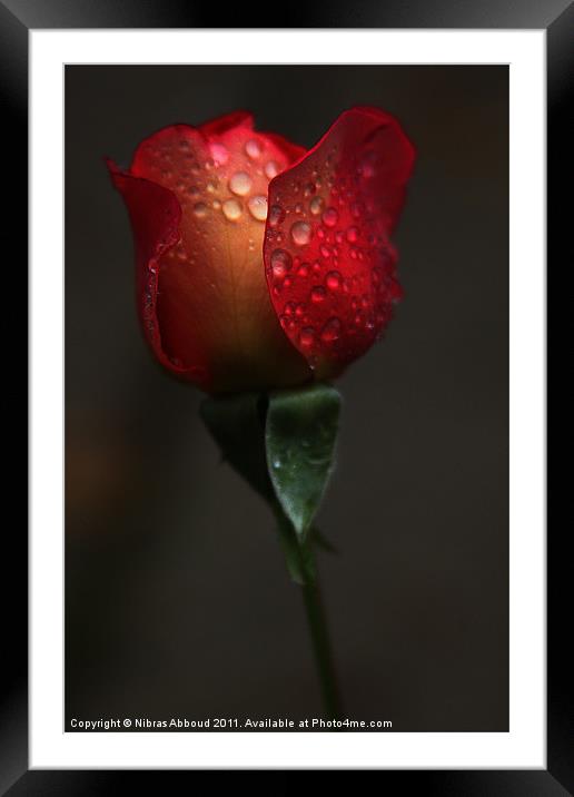 The Crying Rose Framed Mounted Print by Nibras Abboud