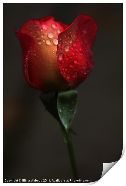 The Crying Rose Print by Nibras Abboud