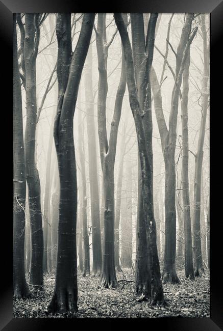 Beech woodland Framed Print by Simon Johnson