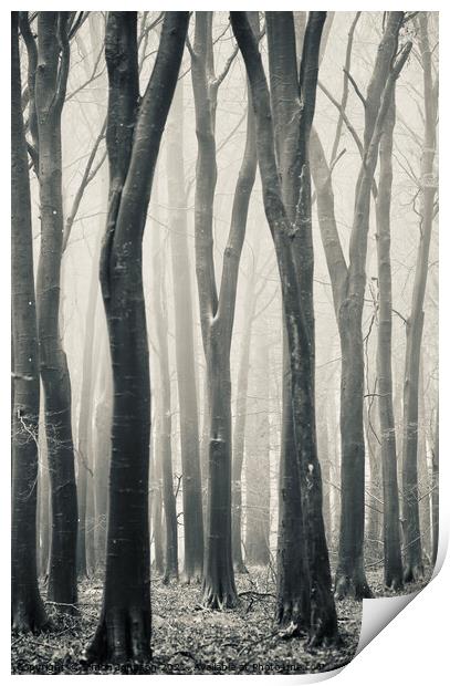 Beech woodland Print by Simon Johnson