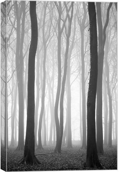 Beech wood mist Canvas Print by Simon Johnson