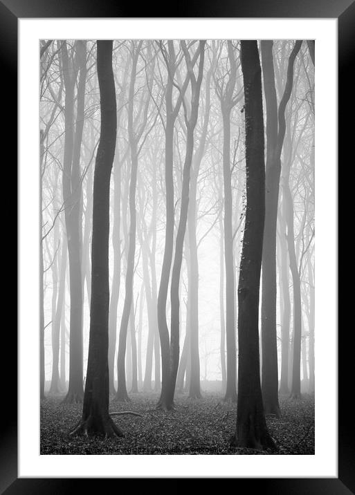Beech wood mist Framed Mounted Print by Simon Johnson