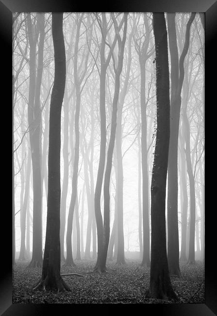 Beech wood mist Framed Print by Simon Johnson