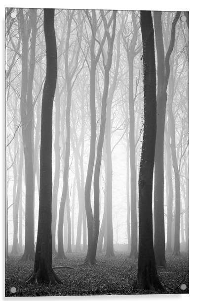 Beech wood mist Acrylic by Simon Johnson