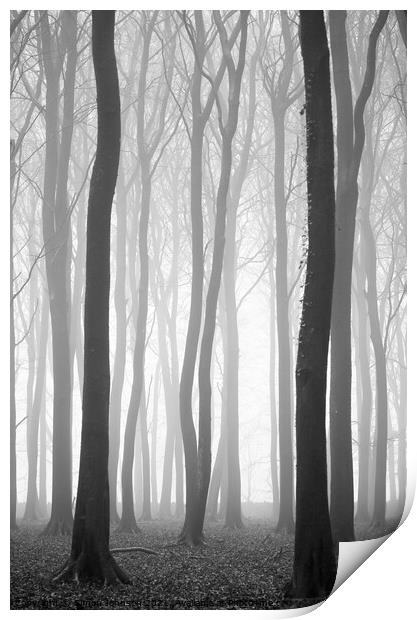 Beech wood mist Print by Simon Johnson