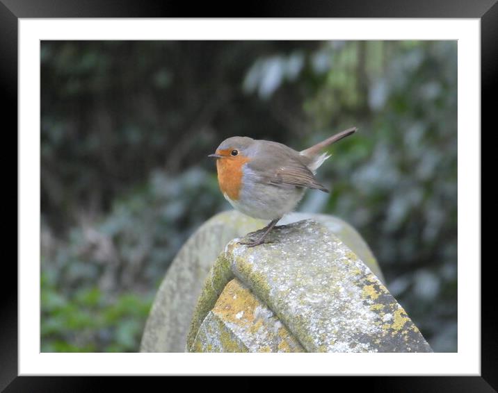 The Robin Framed Mounted Print by Simon Hill
