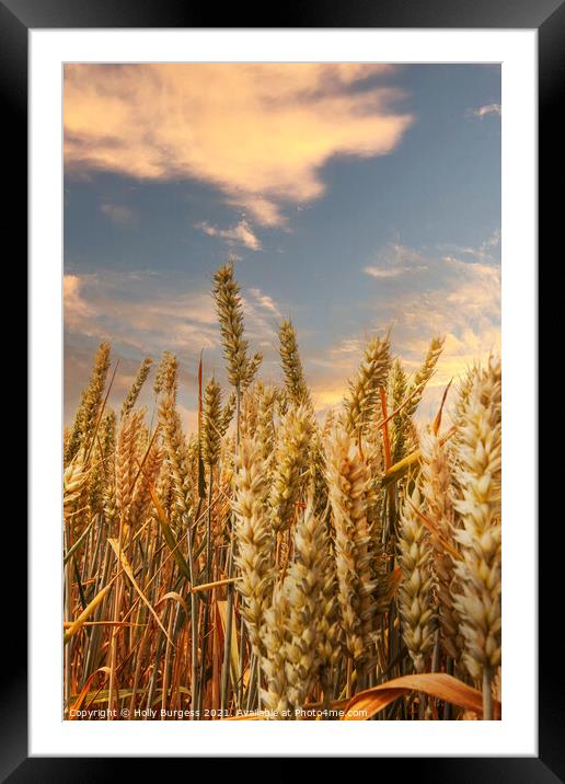 Corn field with the sunsetting over the corn  Framed Mounted Print by Holly Burgess