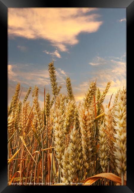 Corn field with the sunsetting over the corn  Framed Print by Holly Burgess