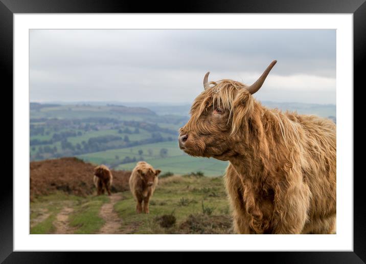 Highland cow trio at Baslow Edge Framed Mounted Print by Jason Wells