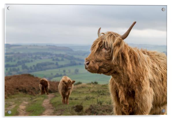 Highland cow trio at Baslow Edge Acrylic by Jason Wells
