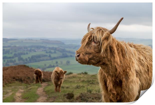 Highland cow trio at Baslow Edge Print by Jason Wells