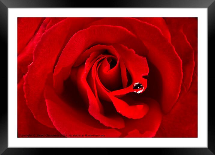 Romantic Red Rose Framed Mounted Print by Alison Chambers