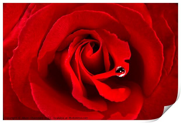 Romantic Red Rose Print by Alison Chambers